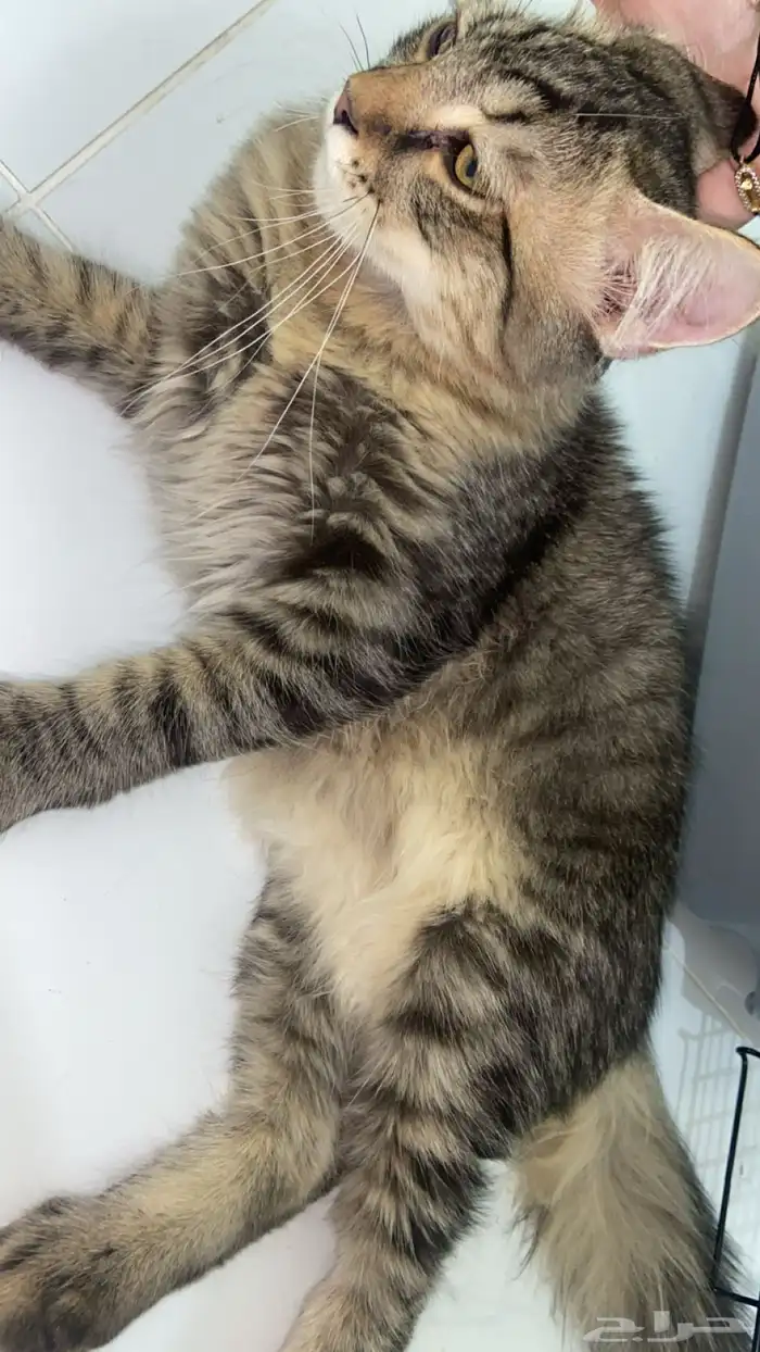 ذكر بلدي للتبني 2