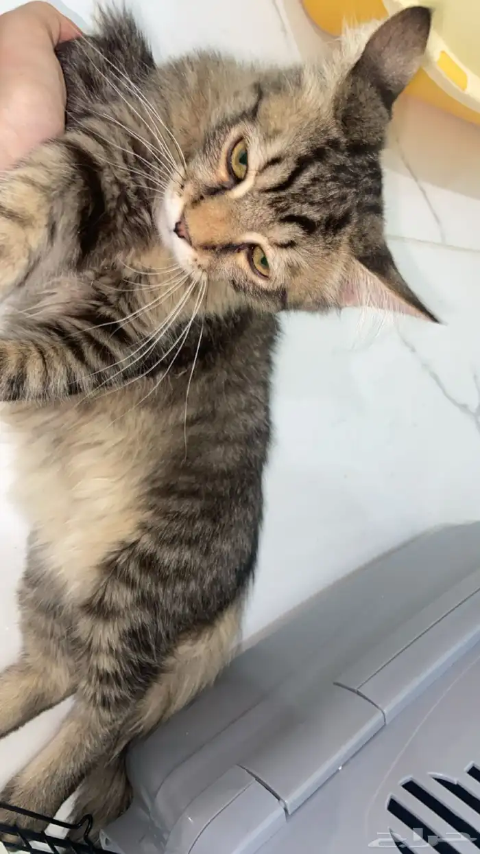 ذكر بلدي للتبني 3