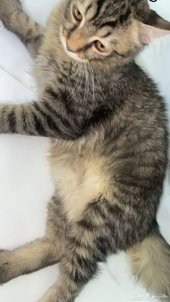 ذكر بلدي للتبني 6