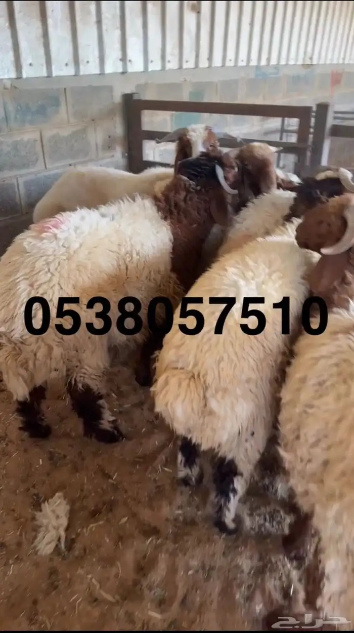 نعيمي جبر ووسط وحري جبر ووسط 15