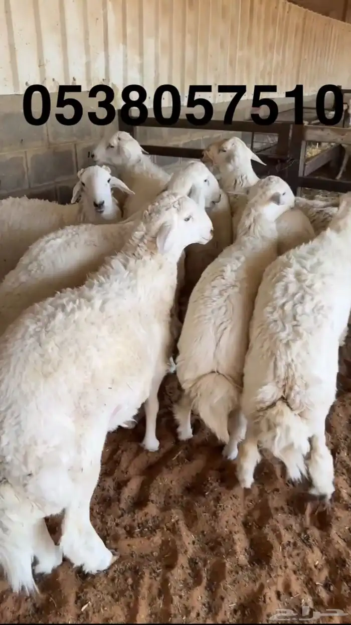 نعيمي جبر ووسط وحري جبر ووسط 7