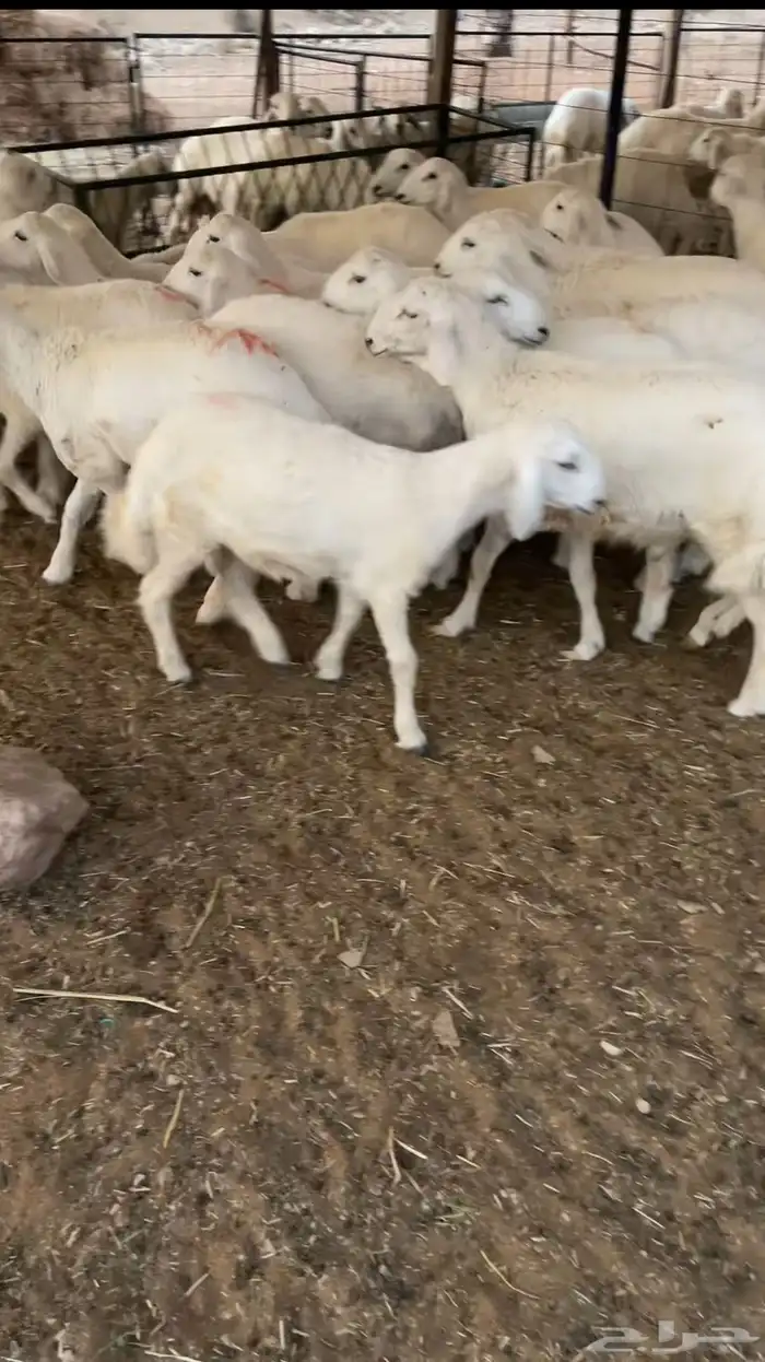 ذبايح حري هرافى نظيفة .. ( الرياض مخرج 36 ) 3