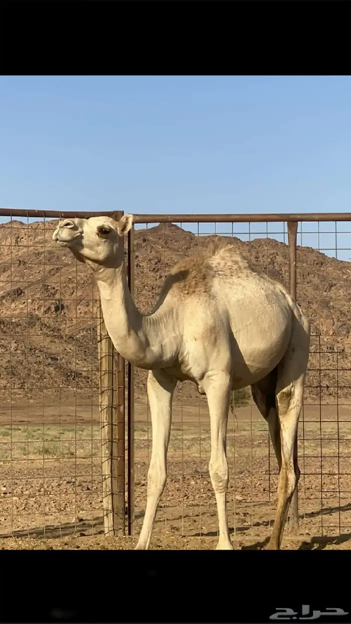 بكره للبيع 0