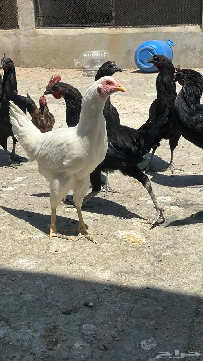 دجاج بلدي ابيض صك وفيومي مصري 6