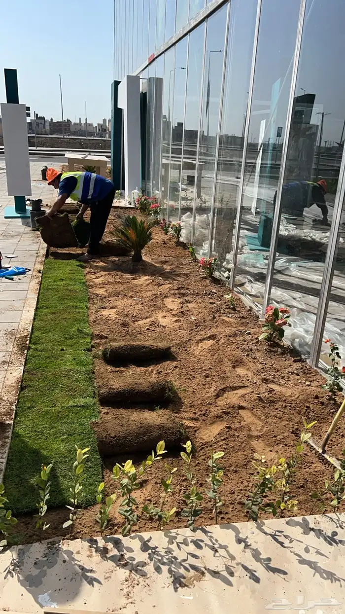 نجيله عشب طبيعي و زراعة وحدائق 10