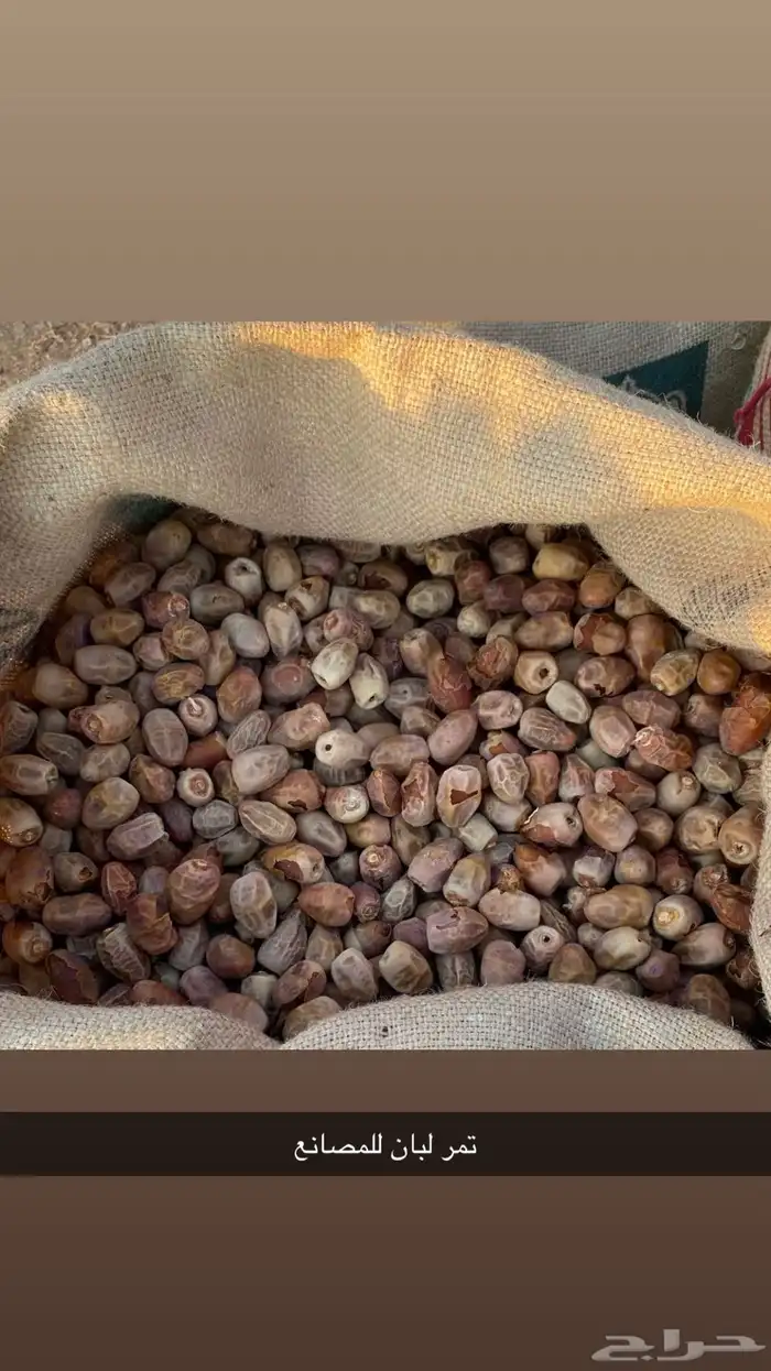 للبيع تمر للمصانع 2