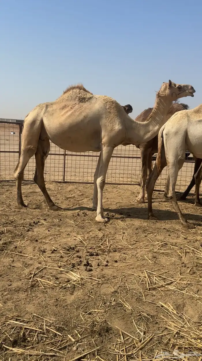 نياق جمله او تفريد هجن أصايل وحمر مجمع بالحليب 9