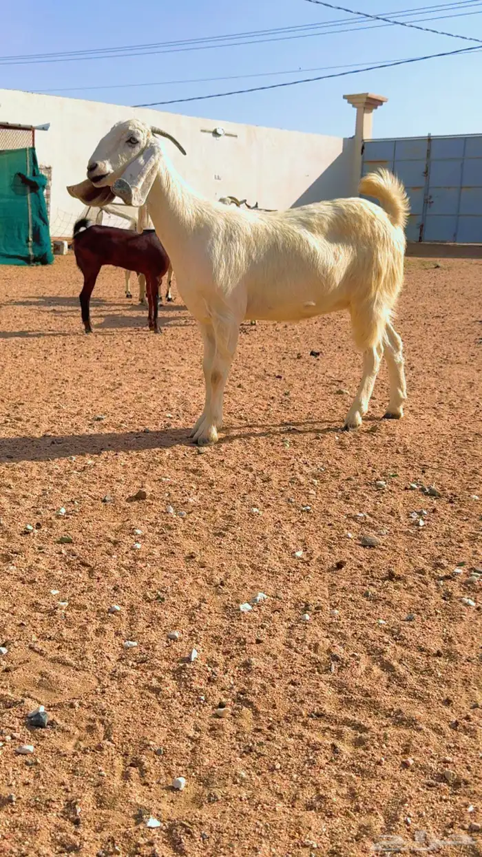معزا مشكله 0