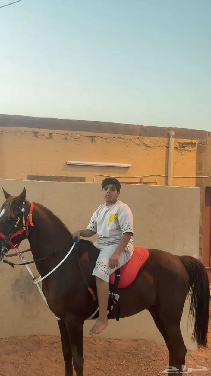 حصان 1