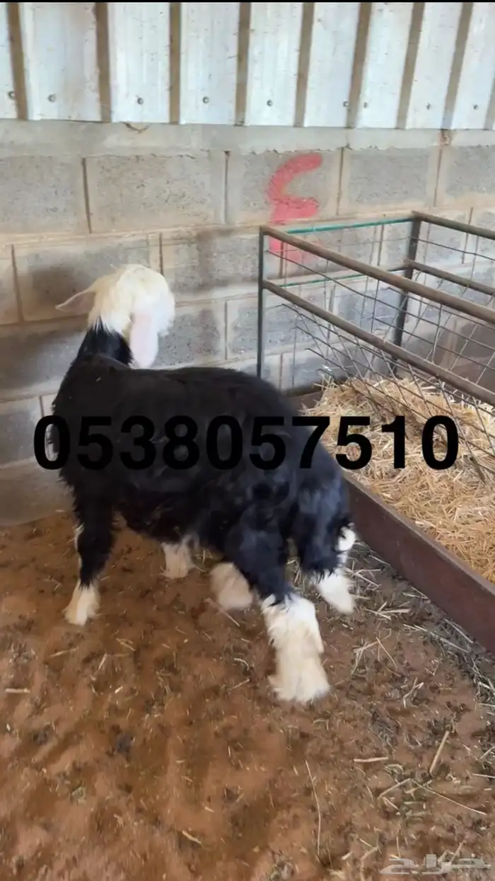 نعيمي جبر ووسط وحري جبر ووسط 12