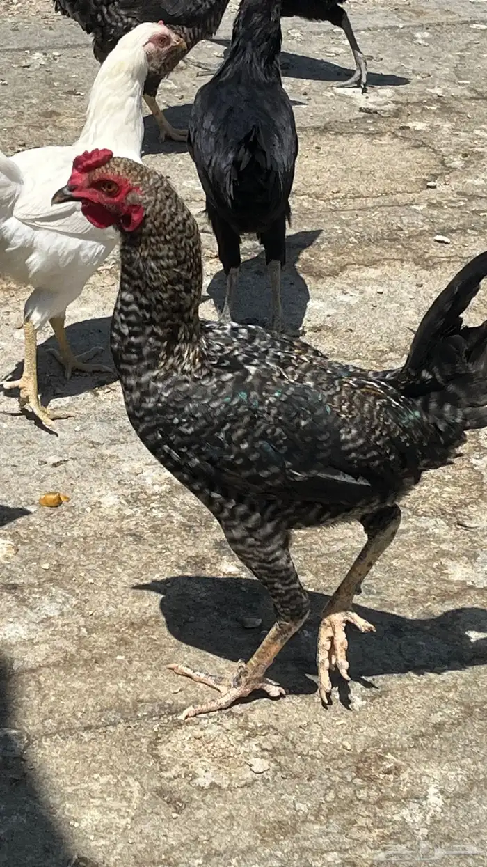 دجاج بلدي ابيض صك وفيومي مصري 3