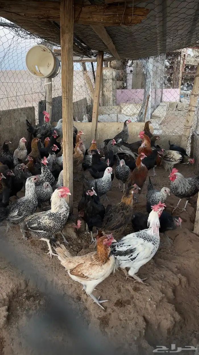دجاج بياض ( تم البيع ) 0