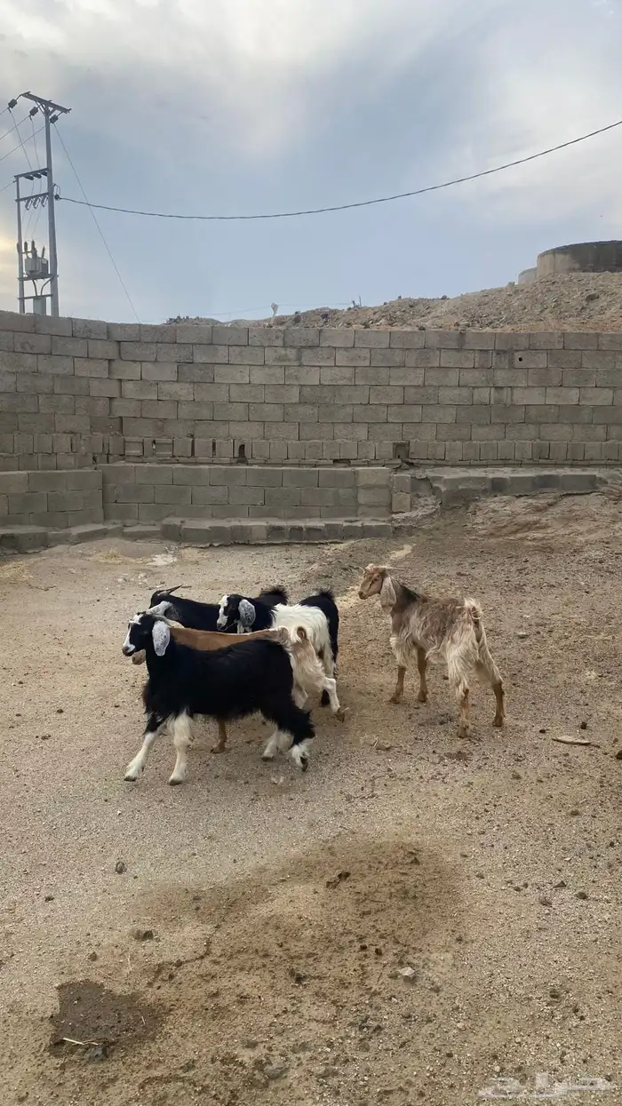 تيوس فل شحم (تم البيع ) 0