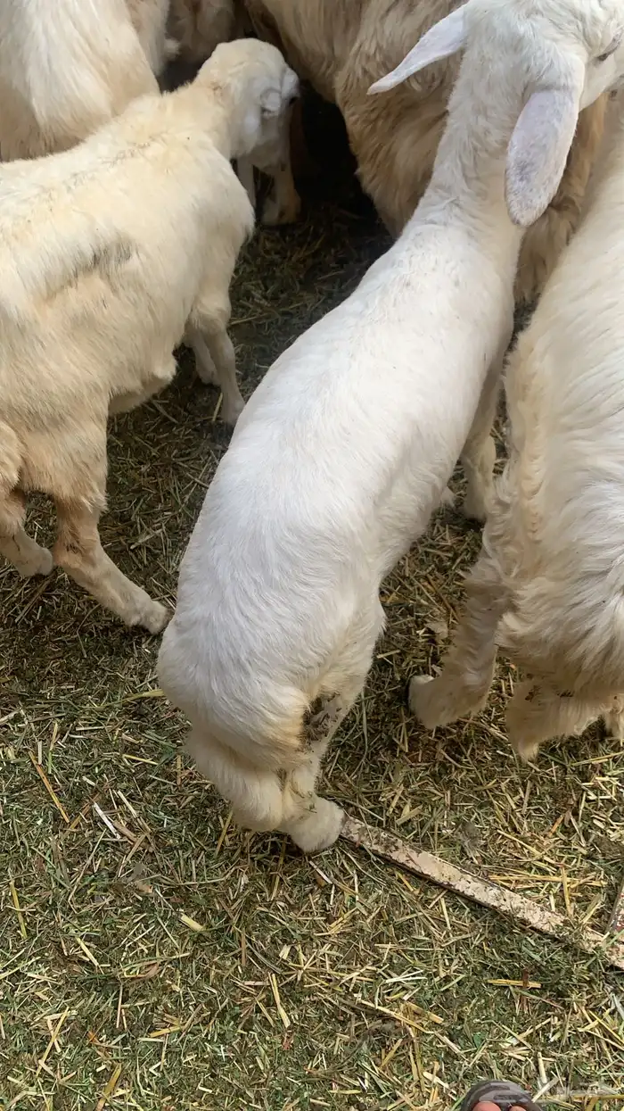 ملحمة ابو فيصل 12