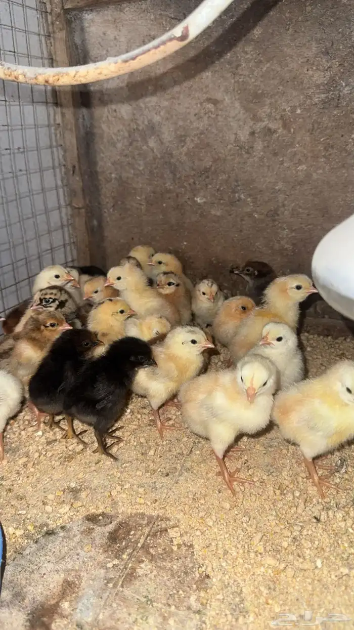 صوص بلدي تم البيع 0