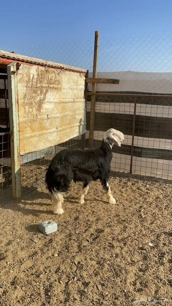 طلي نجدي صنف مشروع فحل فاخر (تم البيع) 2