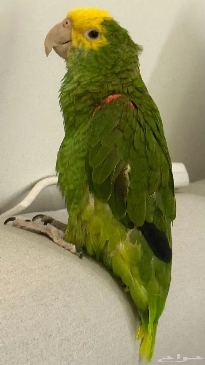 ببغاء دبل يلو هيد 3