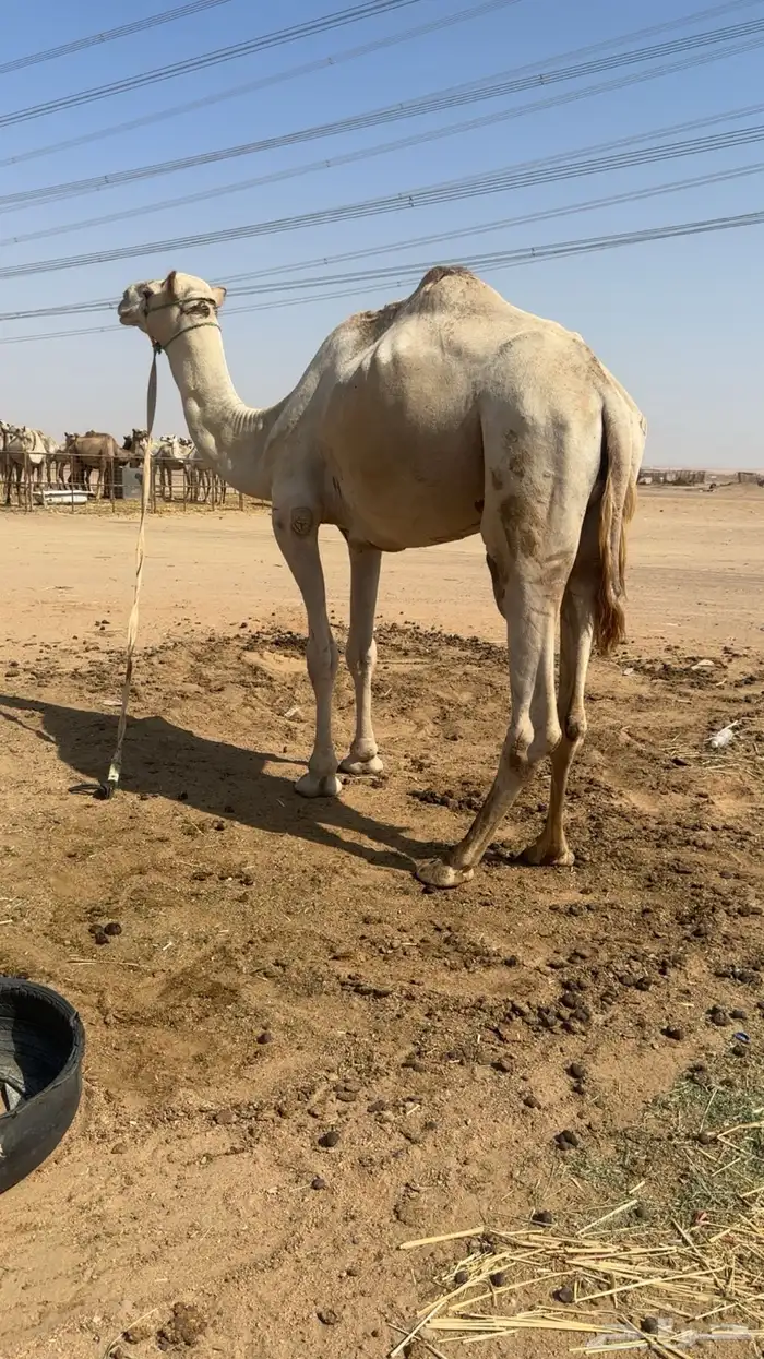 نياق جمله او تفريد هجن أصايل وحمر مجمع بالحليب 0