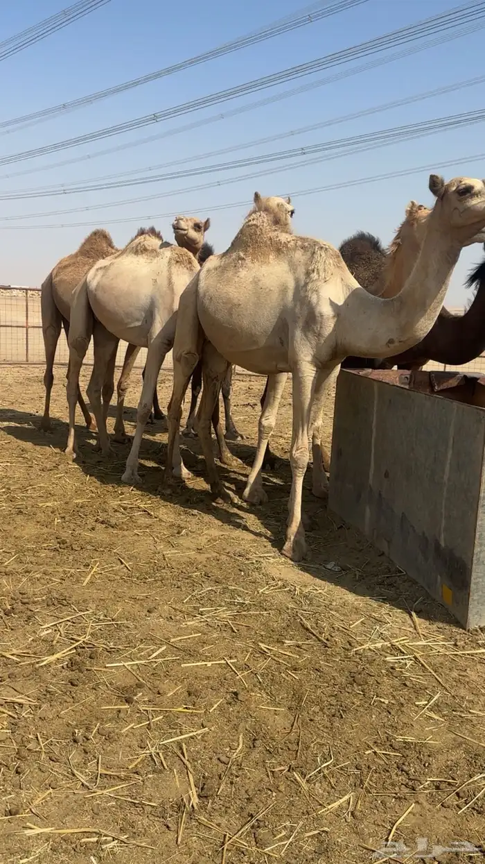 نياق جمله او تفريد هجن أصايل وحمر مجمع بالحليب 11