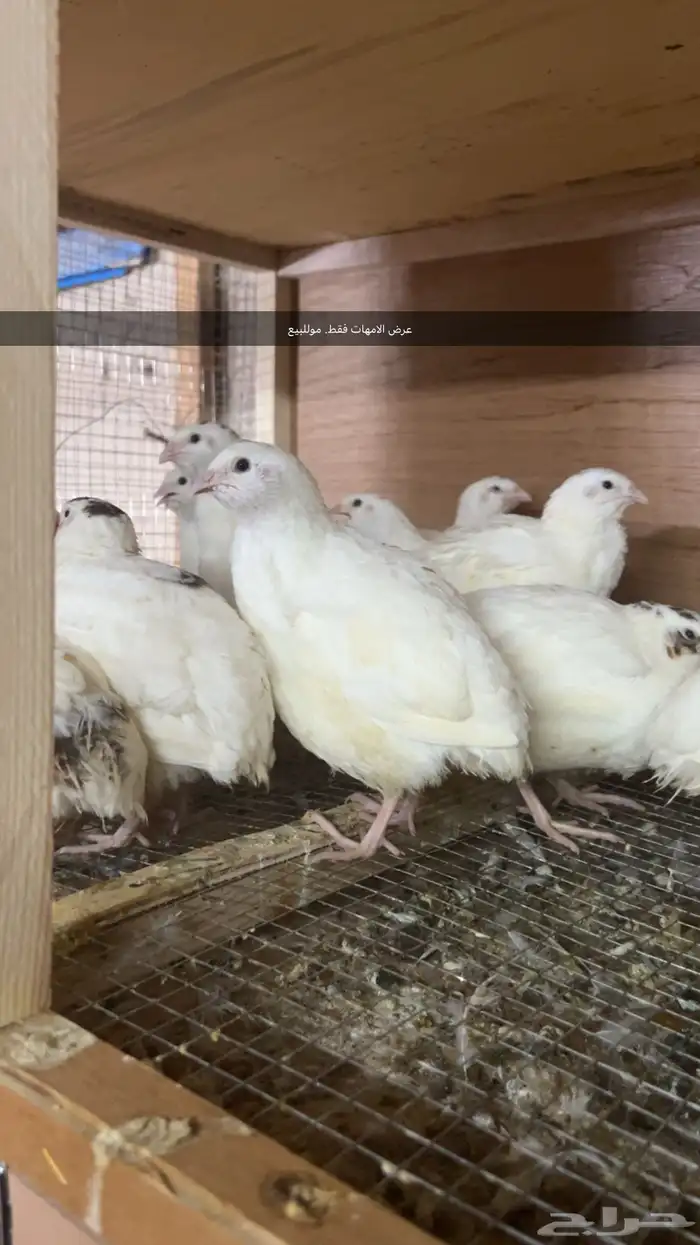 سمان تكساس تم البيع 0
