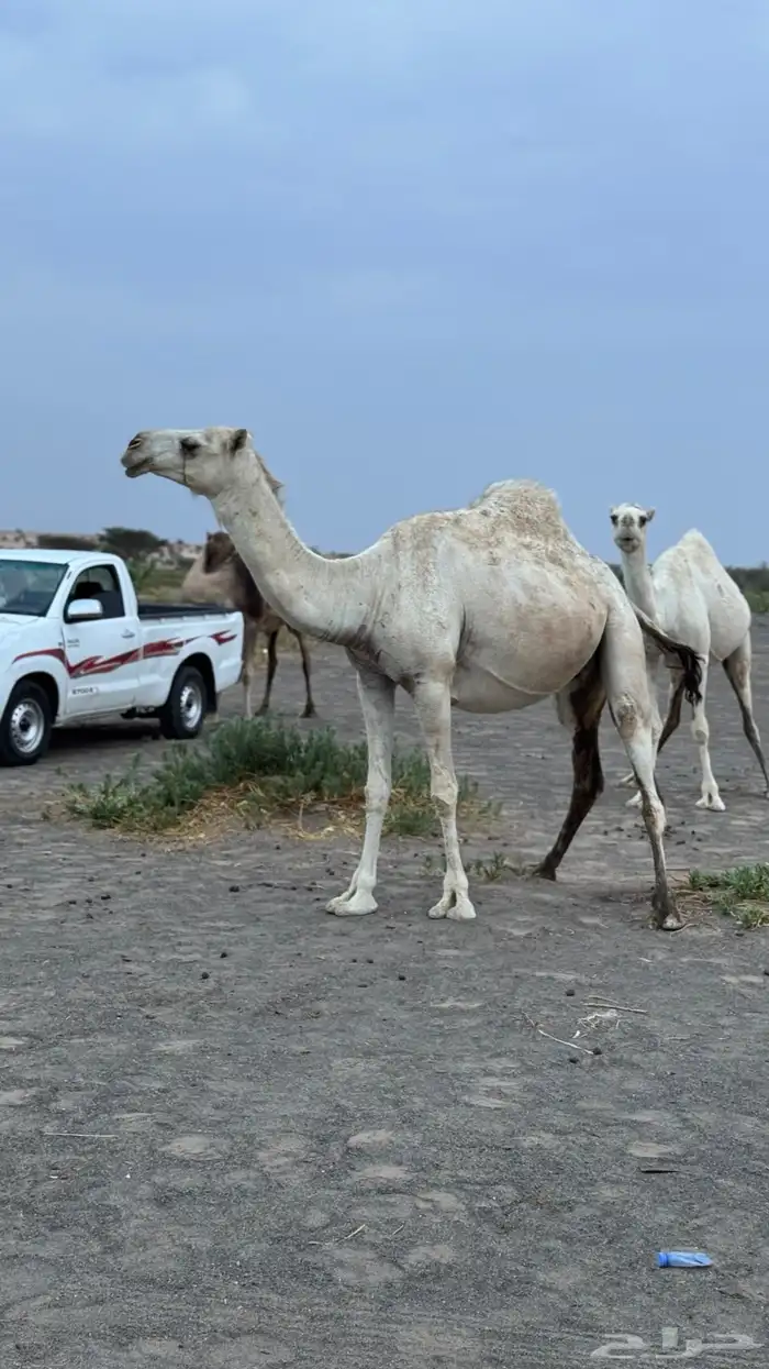 ناقه وضحى طيبه 2