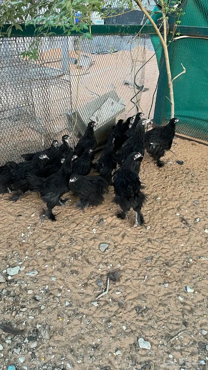 دجاج براهما جوز 4