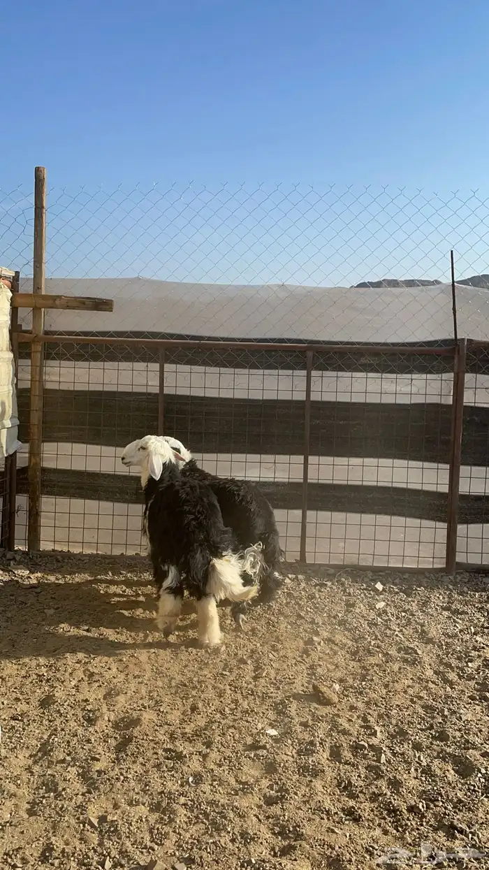 طليان نجد (تم البيع) 2