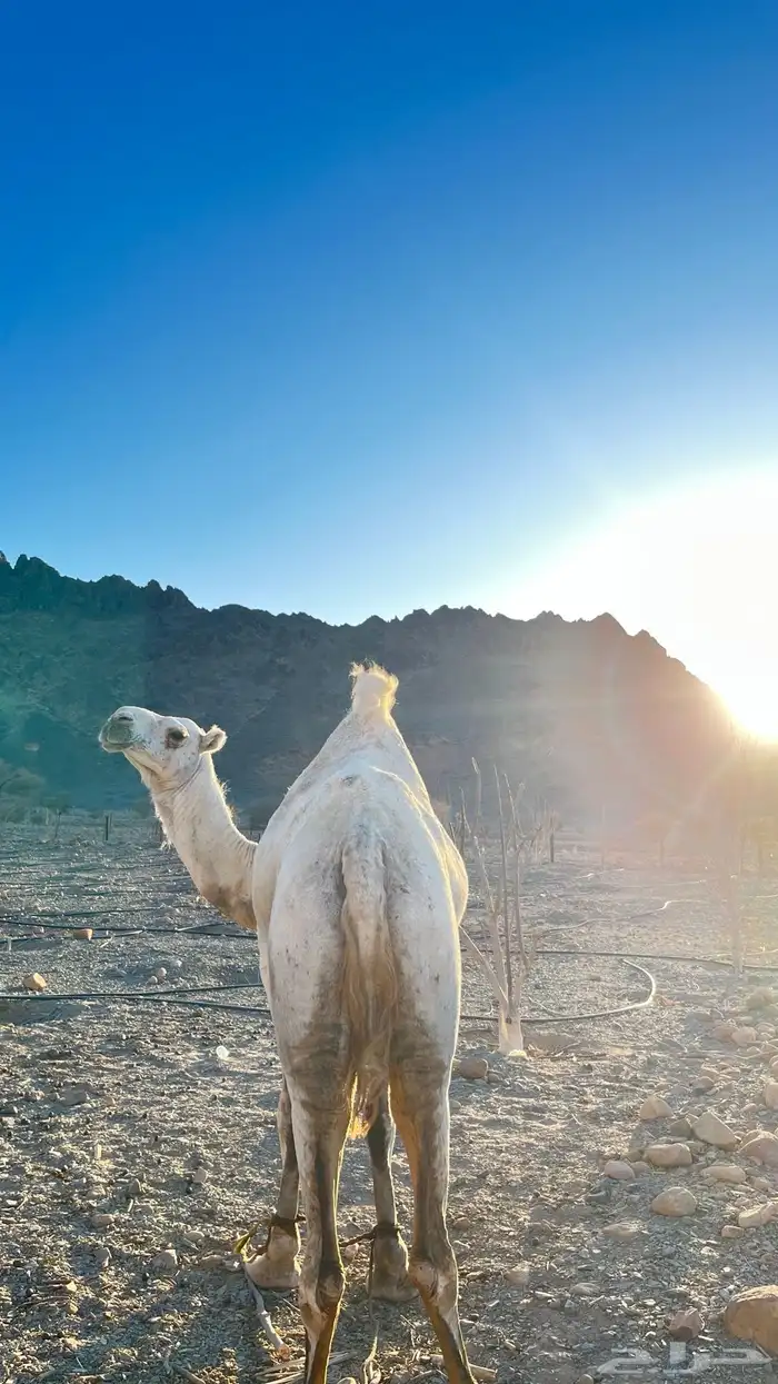 ناقه للبيع 1
