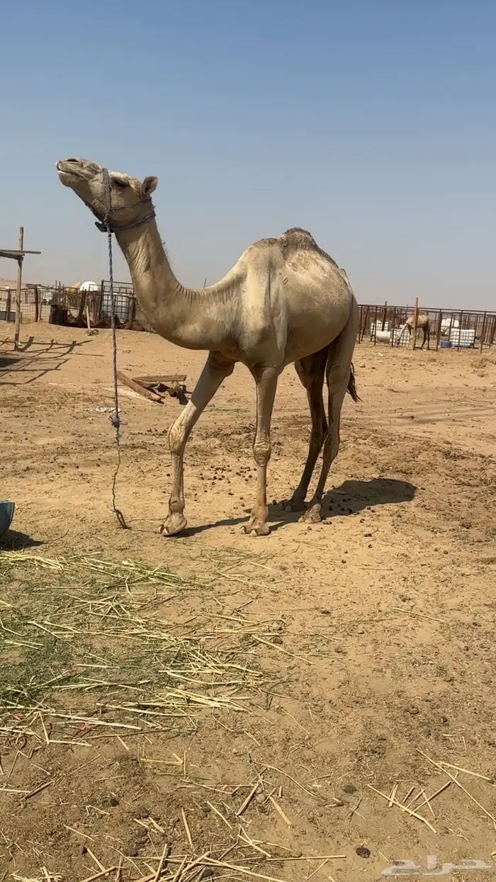 نياق جمله او تفريد هجن أصايل وحمر مجمع بالحليب 2