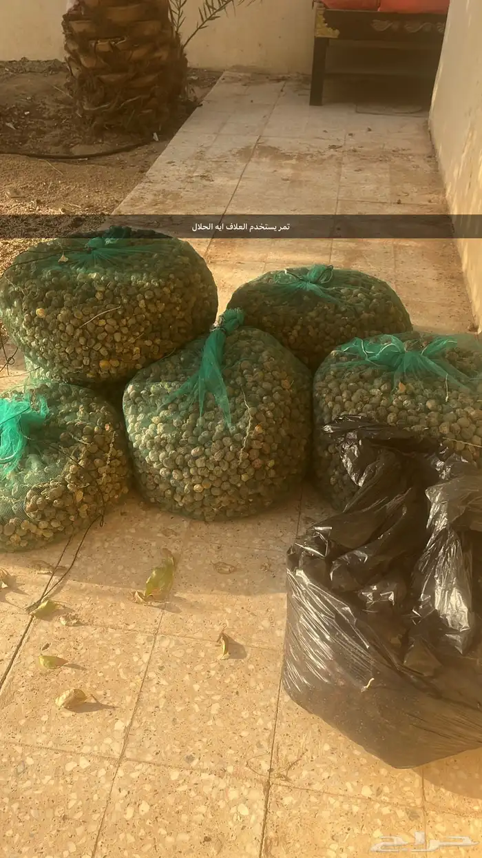 السيباني يضروا 0