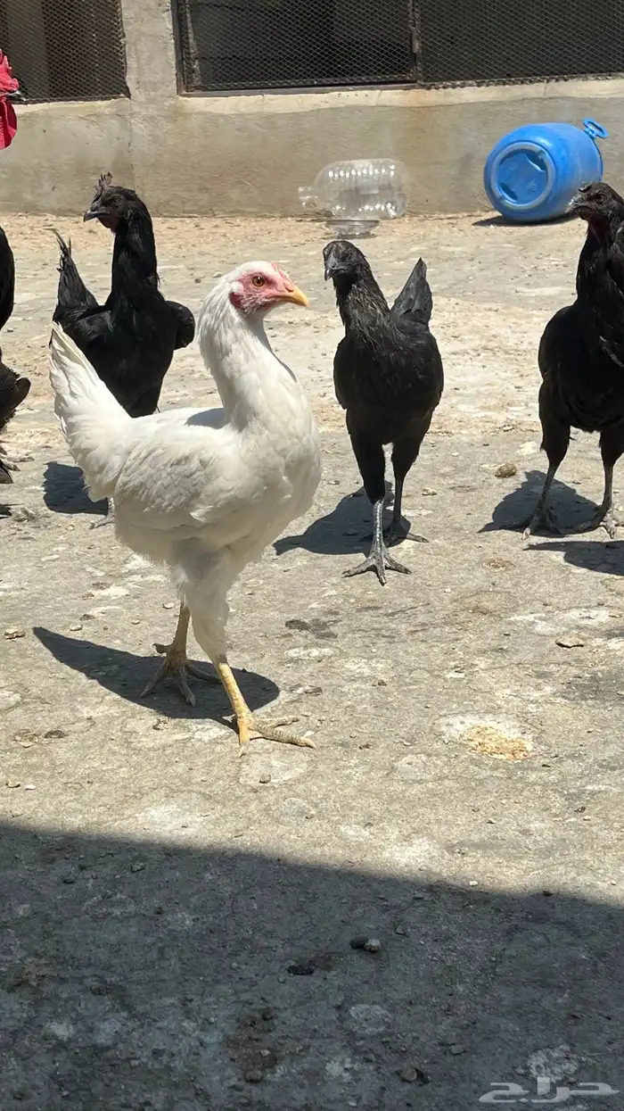 دجاج بلدي ابيض صك وفيومي مصري 7
