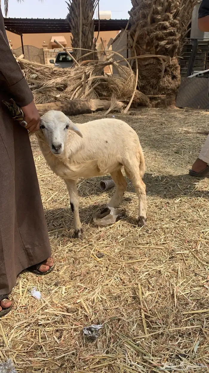 ملحمة ابو فيصل 10