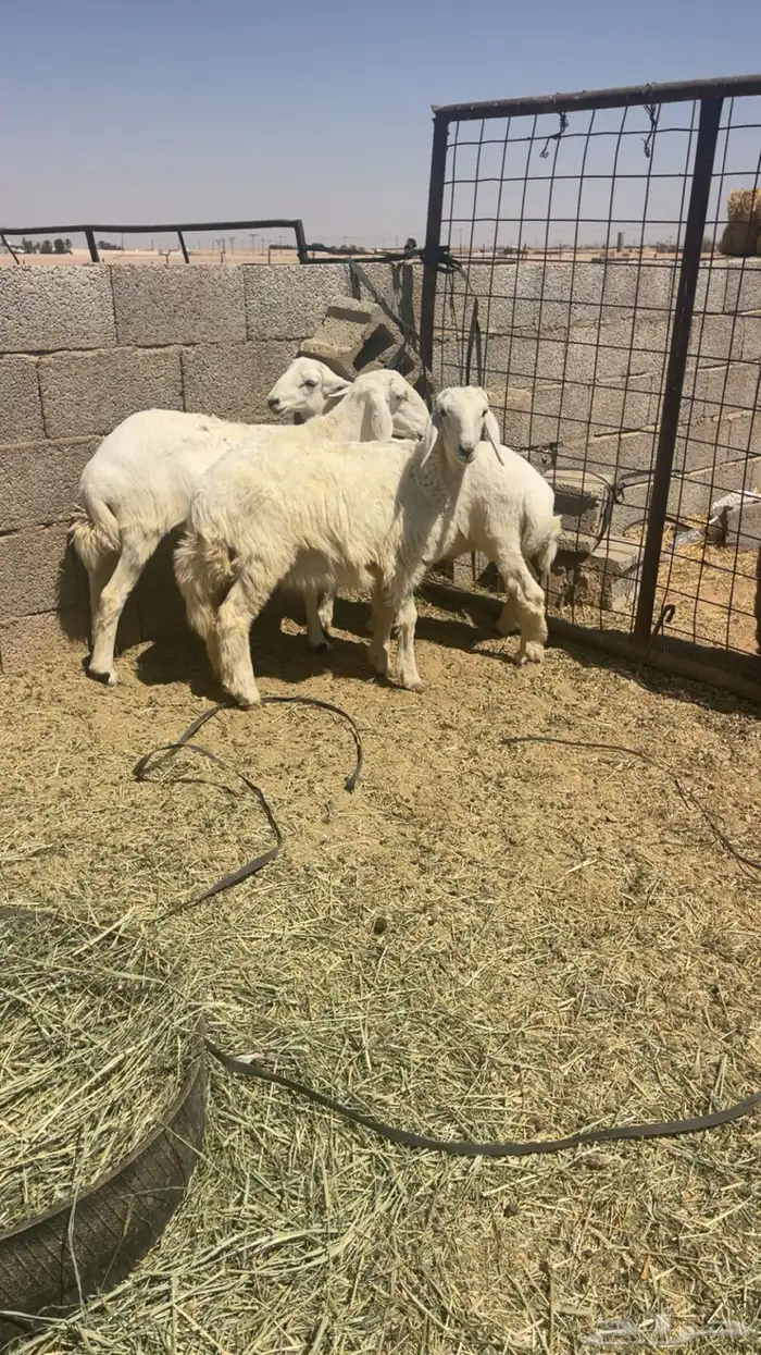 طليان حريه 0