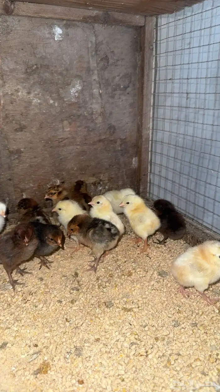 صوص بلدي تم البيع 1