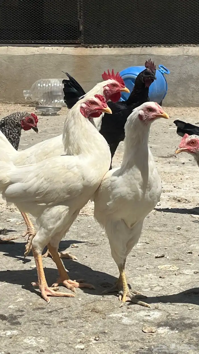 دجاج بلدي ابيض صك وفيومي مصري 8
