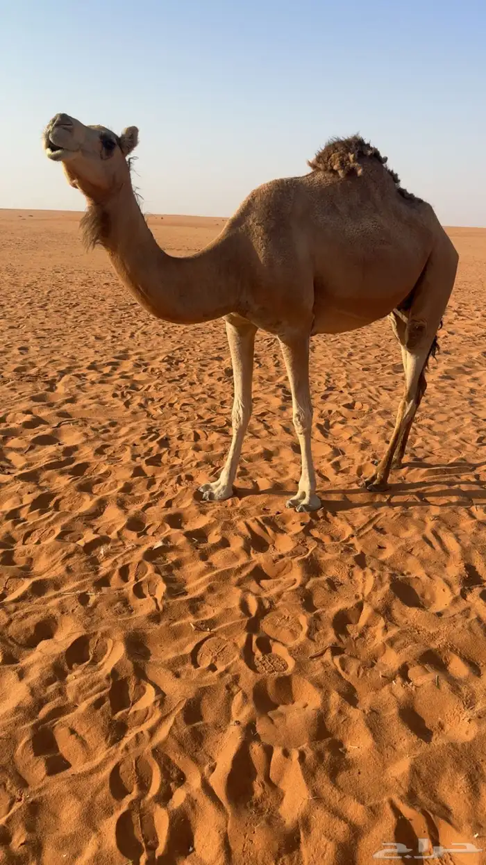 خلفه للبيع بدون ولدها 0