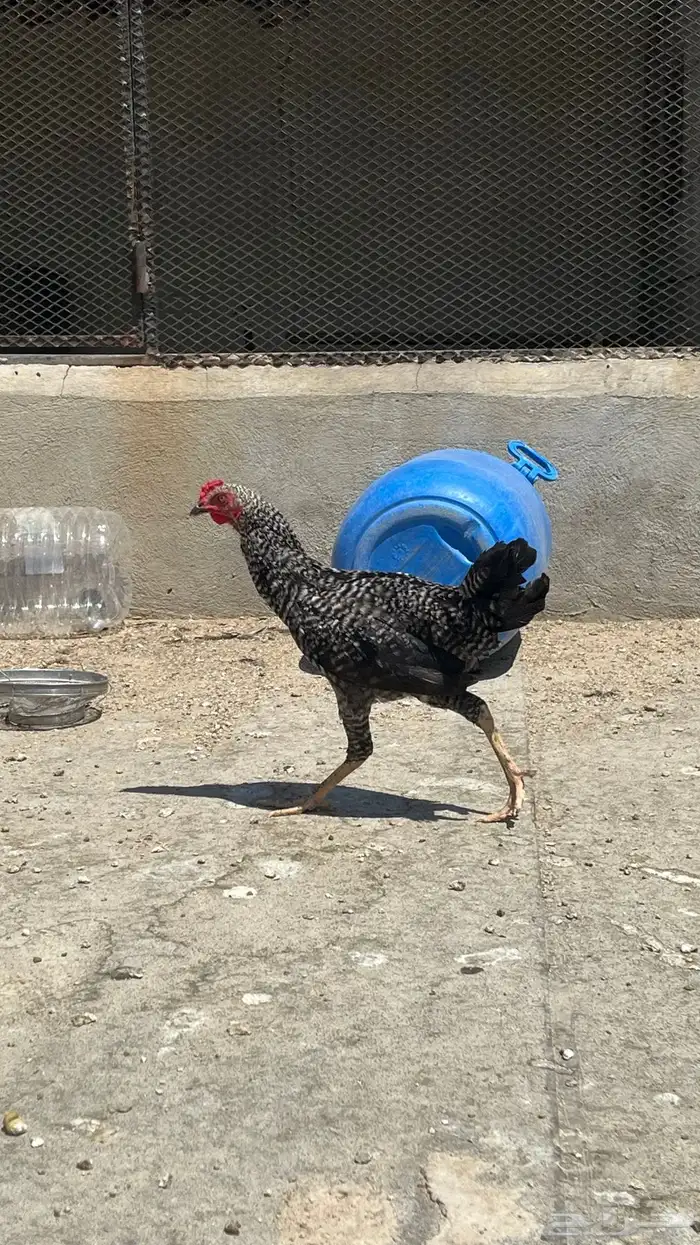 دجاج بلدي ابيض صك وفيومي مصري 1