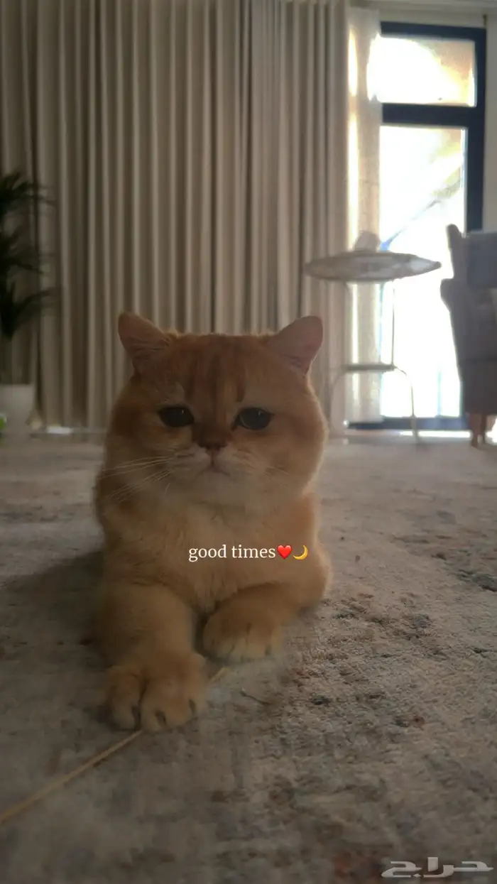 قط بريتش شورت هير للبيع 1