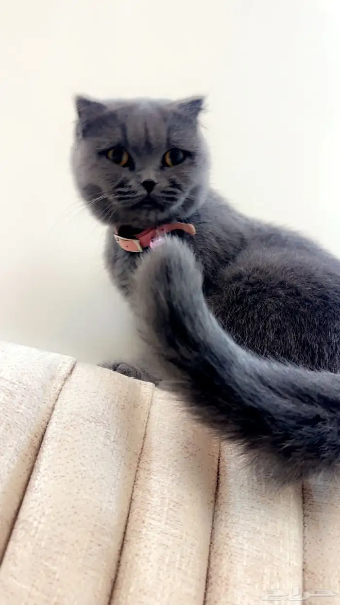 قطه سكوتش فولد للبيع 1