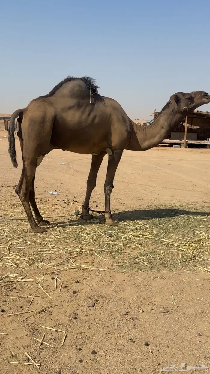 نياق جمله او تفريد هجن أصايل وحمر مجمع بالحليب 1
