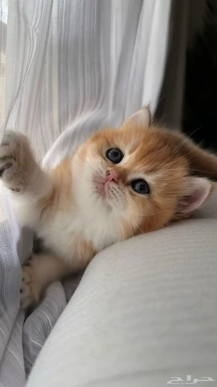 سكوتش ستريت ذكر للبيع 2