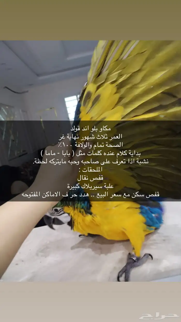 ببغاء مكاو بلو اند قولد 3