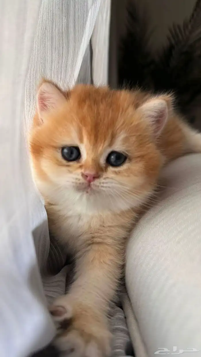 سكوتش ستريت ذكر للبيع 3