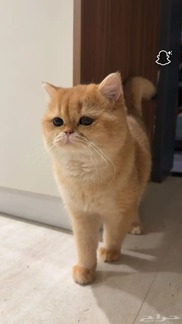 قط بريتش شورت هير للبيع 6
