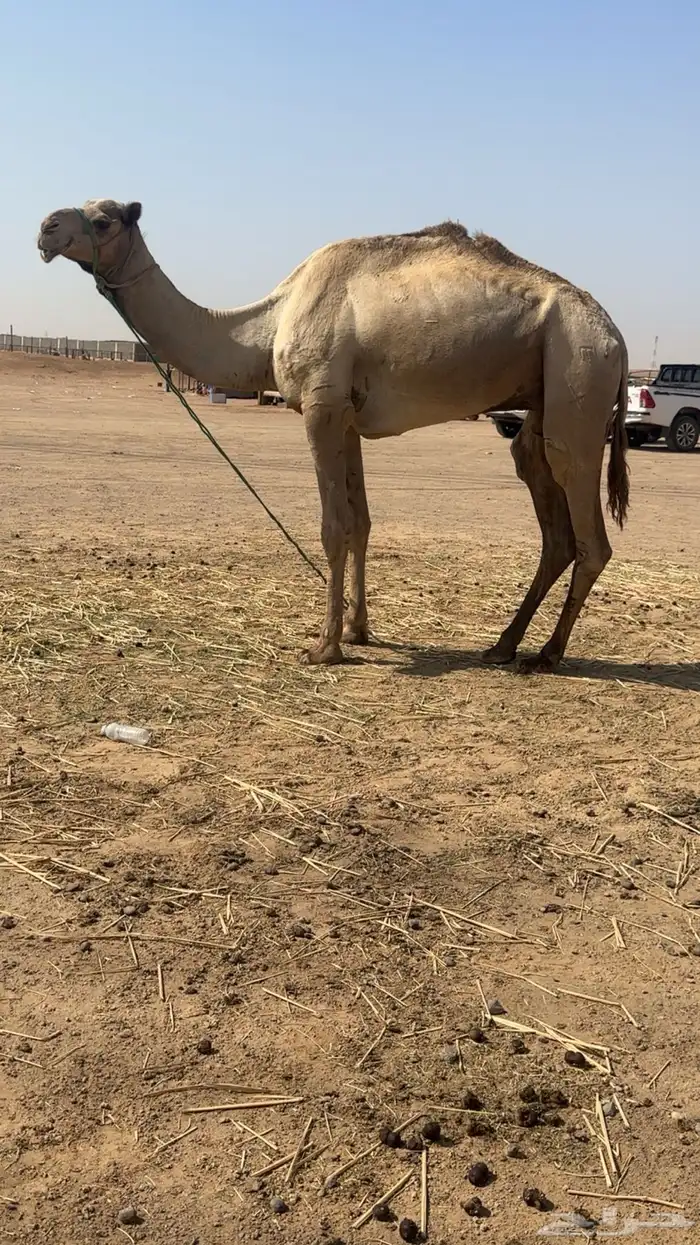 نياق جمله او تفريد هجن أصايل وحمر مجمع بالحليب 3