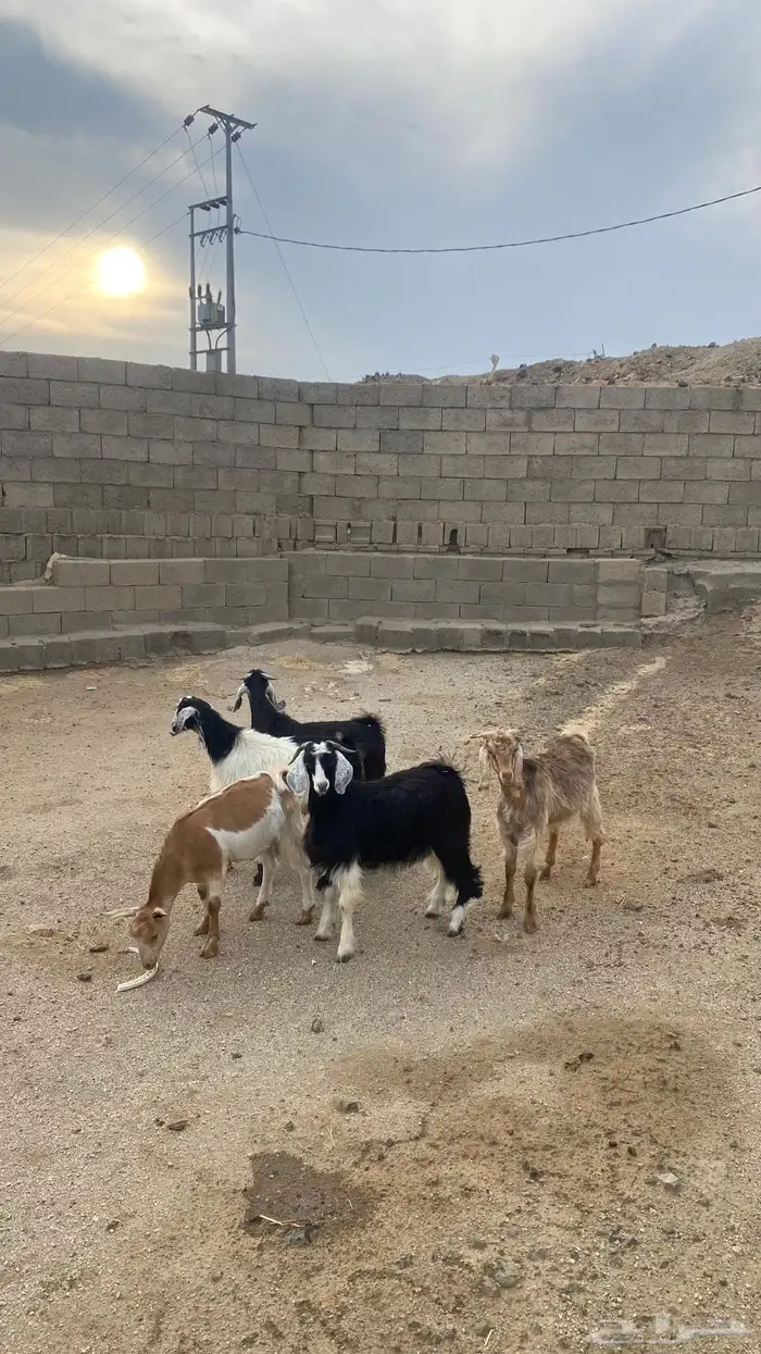 تيوس فل شحم (تم البيع ) 3