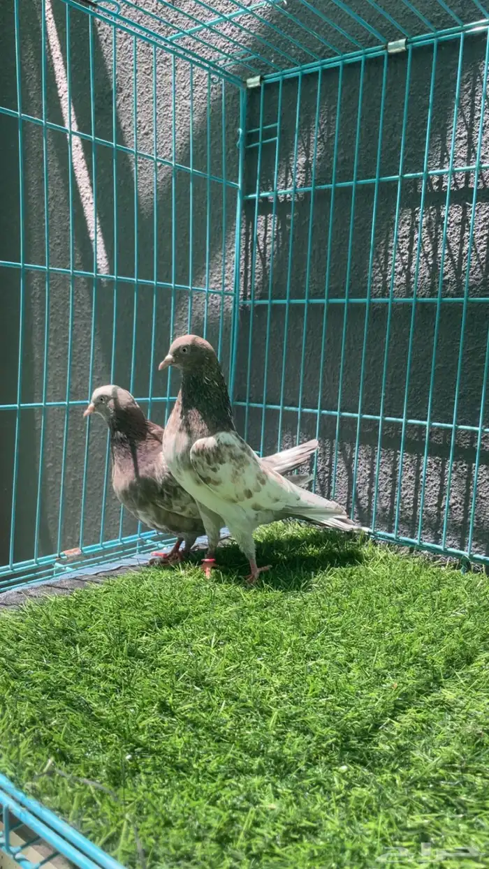 حمام باكستاني 0