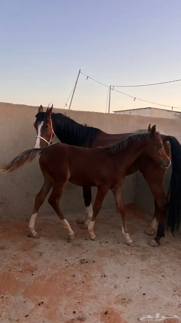 للبيع فرس عربيه 12