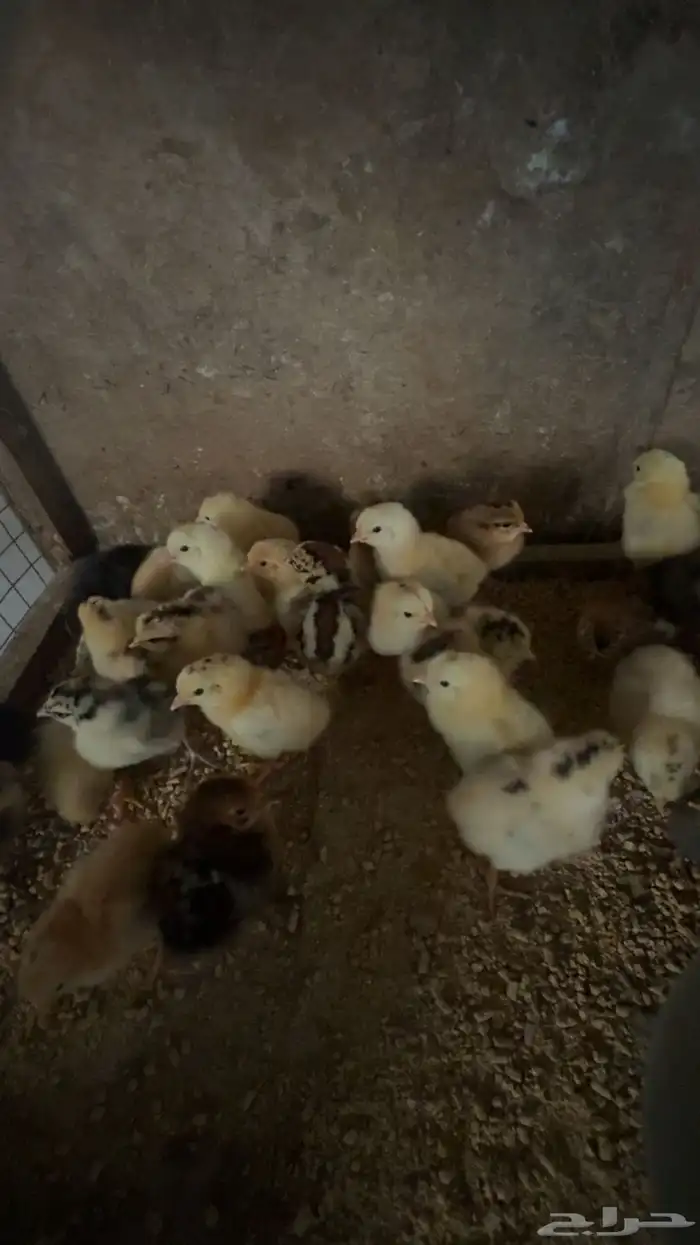 صوص بلدي تم البيع 3