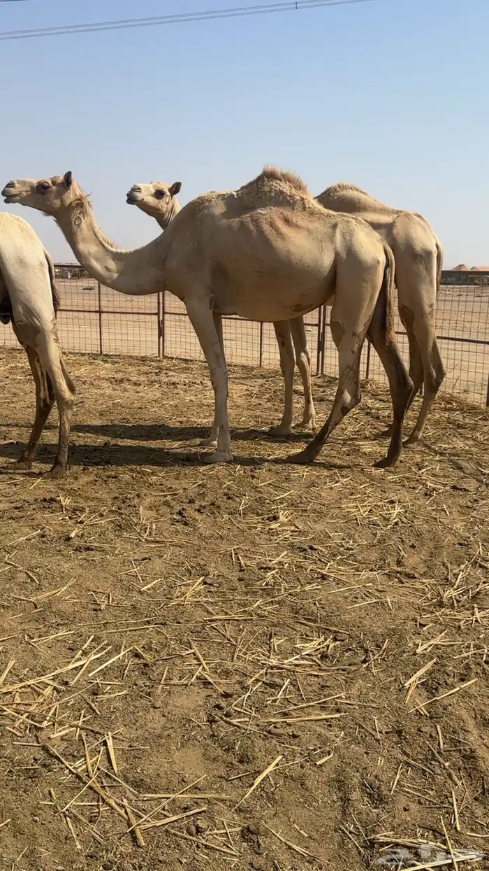 نياق جمله او تفريد هجن أصايل وحمر مجمع بالحليب 5